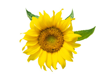 one sunflower top view isolated