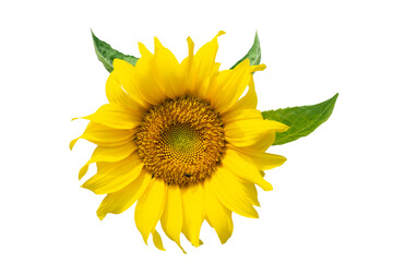 Fototapeta premium one sunflower top view isolated