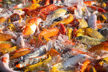 Obraz na płótnie Canvas Koi fish or carp fish swimming in the pond