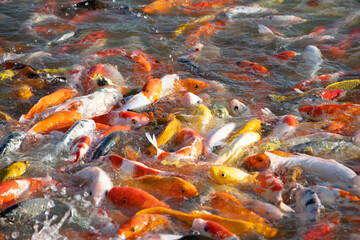 Obraz na płótnie Canvas Koi fish or carp fish swimming in the pond