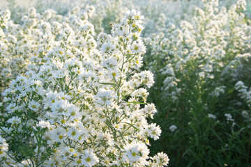 white flowers in garden nature background.