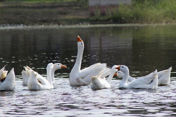 Fototapeta premium swans on the river