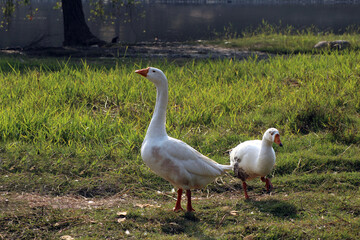 white goose on the grass