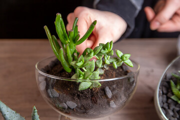 The girl decorates a composition of succulents with stones in a glass florarium. Hobbies, home flowers.