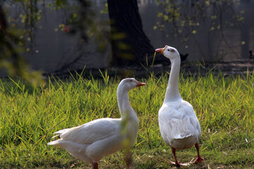 two white geese