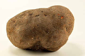 Japanese yam (Dioscorea japonica) harvested for food in Japan