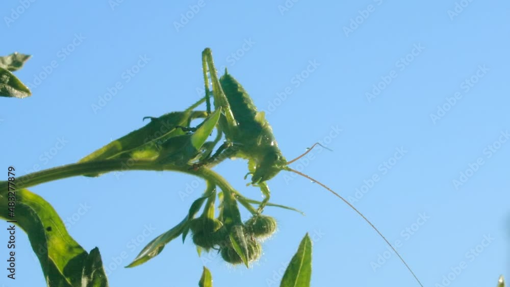 Poster a large insect on the grass. creative. a huge locust sitting on a thin green branch in front of a br