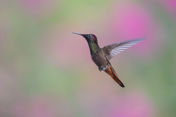 Naklejka na ściany i meble Ruby-topaz hummingbird (Chrysolampis mosquitus) bird in flight. Hummingbird flying with blurred green background. . Wildlife scene from nature. Birdwatching in Trinidad and Tobago.
