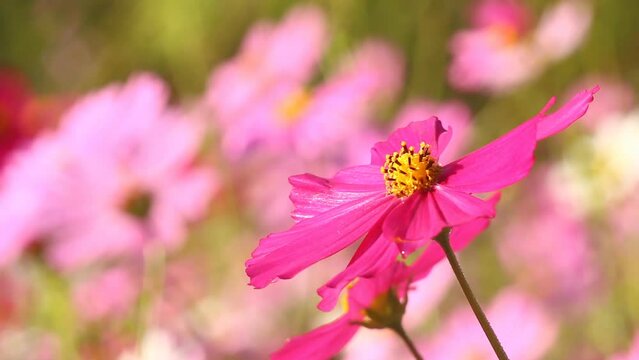 Beautiful cosmos  flowers and bee in the garden, outdoor  Chiangmai Thailand