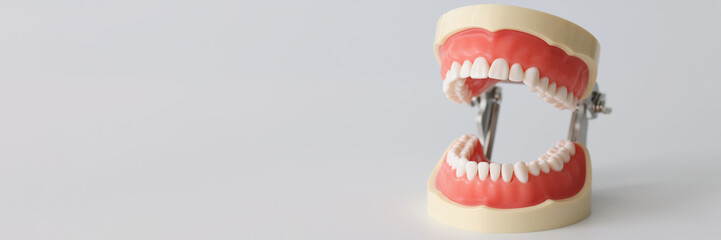 Open artificial jaw with beautiful straight teeth closeup
