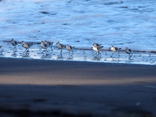 The Gray-tailed Tattler, Tringa brevipes, use the low tide and pick food from the beach. Costa Rica - obrazy, fototapety, plakaty