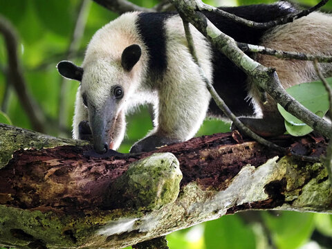 Northern Tamandua" Images – Browse 141 Stock Photos, Vectors, and Video |  Adobe Stock