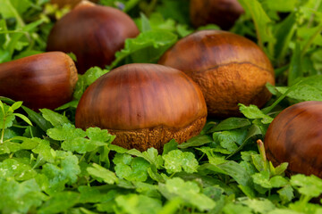 Autumn delicacies, chestnuts, white, white background
