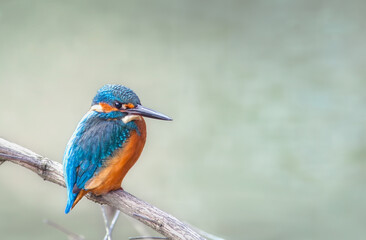 Kingfisher perched on branch in pond