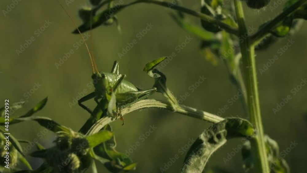 Poster a large insect on the grass. creative. a huge locust sitting on a thin green branch in front of a br