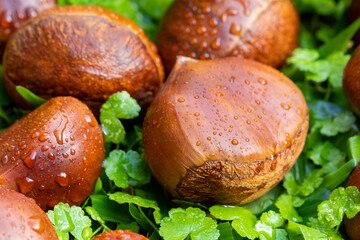 Autumn delicacies, chestnuts, white, white background