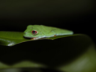 Gaudy leaf frog, Agalychnis callidryas, sitting curled up on a leaf, active at night. Costa Rica