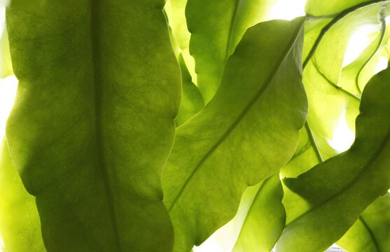 Epiphyllum oxypetalum Green leaves Backlit Wallpaper
