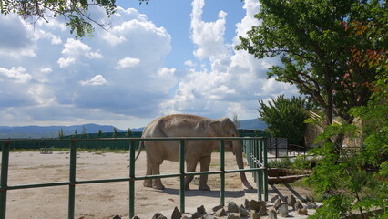 An elephant behind a fence in a zoo and a blue sky with white clouds