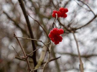 Fototapeta na wymiar Red berries macro 