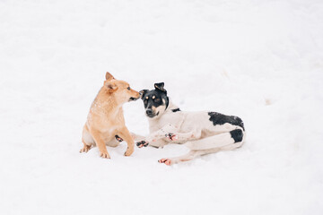 Two stray multibred dogs are playing on a white snow in the winter park. Pet animals