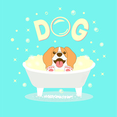 A beagle dog washes in a bubble bath