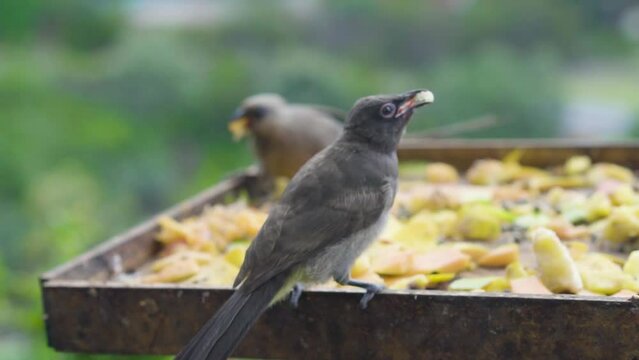 Birds eating their breakfast in Wilderness, South Africa. Slow motion