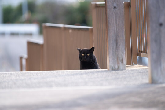 猫の視線　黒猫