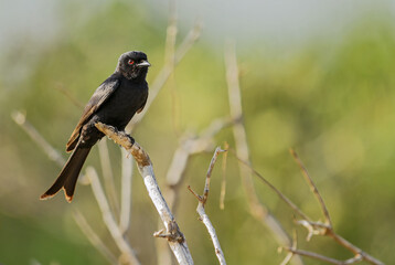 Fork-tailed Drongo - Dicrurus adsimilis, beautiful black long tailed perching bird from African bushes, Tsavo West, Kenya.