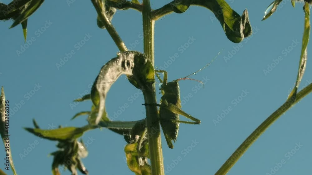 Poster close-up of grasshopper sitting on grass. creative. grasshopper or locust sits on green stem of plan