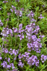 fresh thyme in garden outdoor.Thymus with flowers .