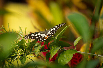 Monarch butterfly.Danaus plexippus. It may be the most familiar North American butterfly, and is considered an iconic pollinator species.Sitting on flower.