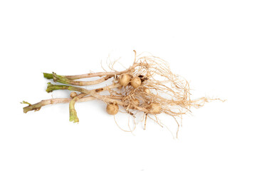Roots of potato plant isolated on white background.