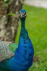 Naklejka premium portrait of a peacock