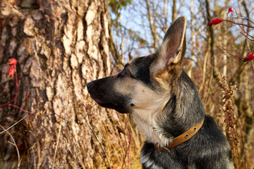 Dog German Shepherd in a forest in an autumn day