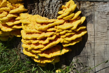 Edible mushroom Laetiporus sulphureus commonly known as crab of woods