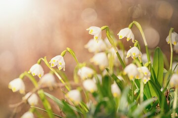 Spring flowers in the shining sunlight, Leucojum vernum, called spring snowflake