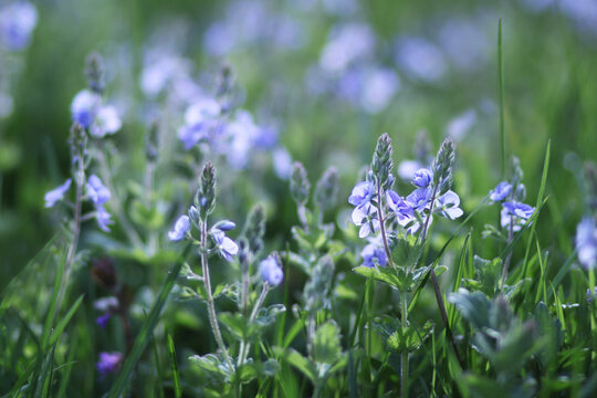 Veronica medicinal herb. Close up photo of blue flower. Veronica officinalis or chamaedrys plant.