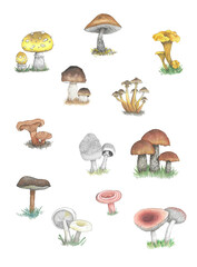 Watercolor mushrooms set of 12 types