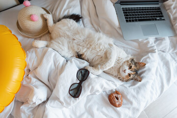 funny cat lies on the bed with a donut, a laptop, a hat, sunglasses and a yellow rubber circle....