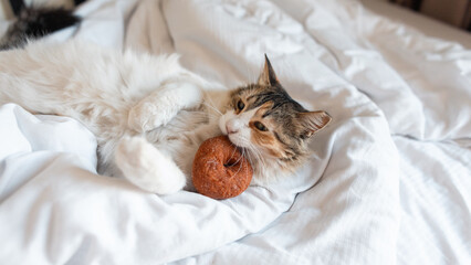 Funny cat eats a donut and lies on the bed. The pet is resting