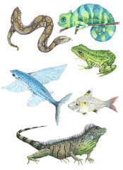 Reptiles set: frog, chameleon, iguana lizard, snake python, x-ray fish, flying fish