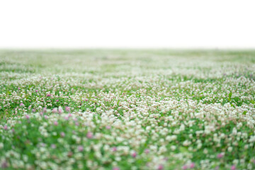 Grass and spring flowers isolated on white