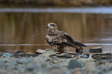 水浴びをする身近な鳥トビ