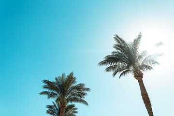 Fototapeta na wymiar Beautiful palms on a sunny day against the blue sky. Summer holidays