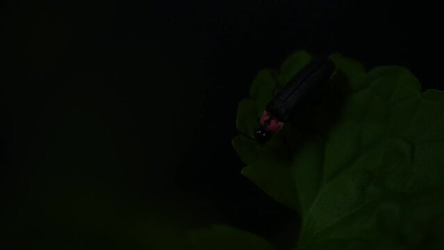 Fireflies sticking to leaves and glowing desperately.
By emitting light, fireflies are thought to be communicating not only in courtship but also with each other.
