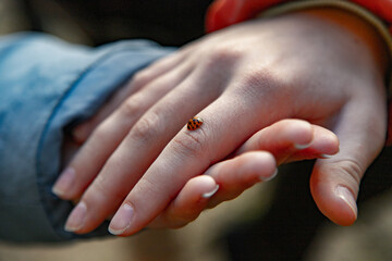 Ladybug Insect on Girl Arm