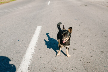 Dog abandoned and left all alone on the road or street, begging to come home to owners.