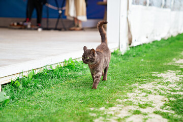 Obraz na płótnie Canvas a stray black cat walks on a green lawn. 