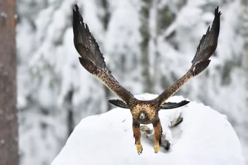  Golden eagle in flight in the winter forest © Erik Mandre